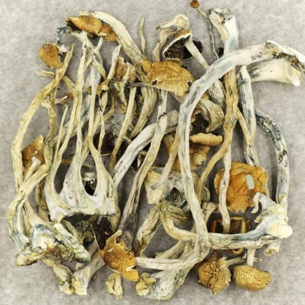 Psilocybe cubensis